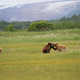 Illustration for article titled Please Enjoy This Gallery Of Amazing Bear Photos